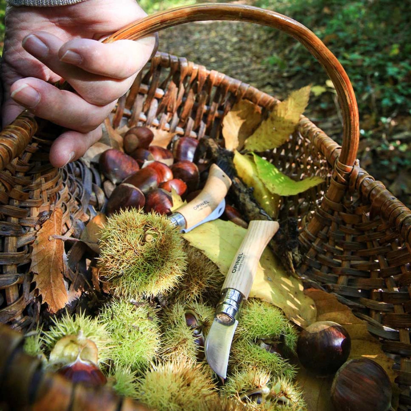 Opinel No.07 Folding Chestnuts, garlic and pitting Stainless Steel Knife 002360