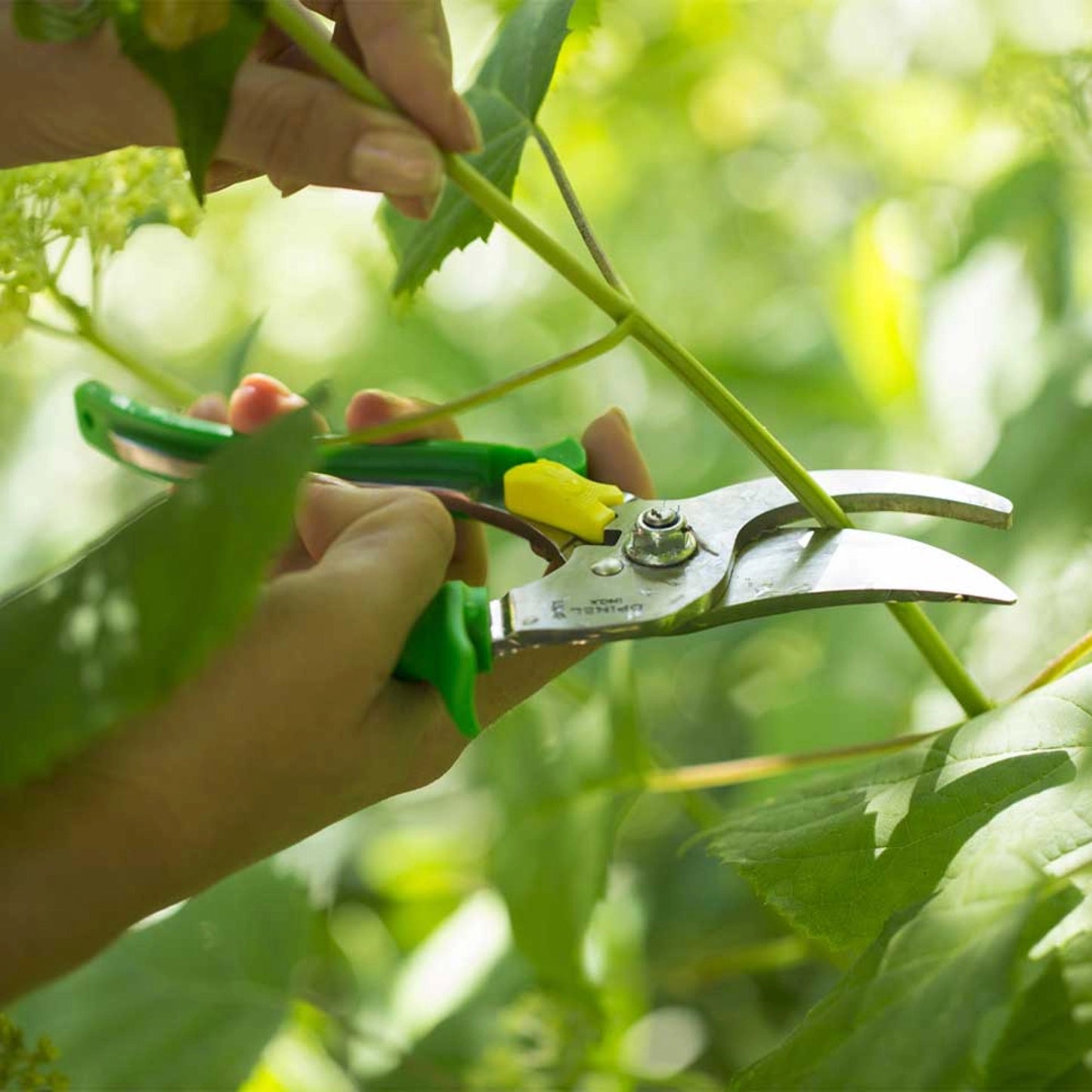Opinel Hand Pruner Meadow Stainless Steel Blade Green 001628