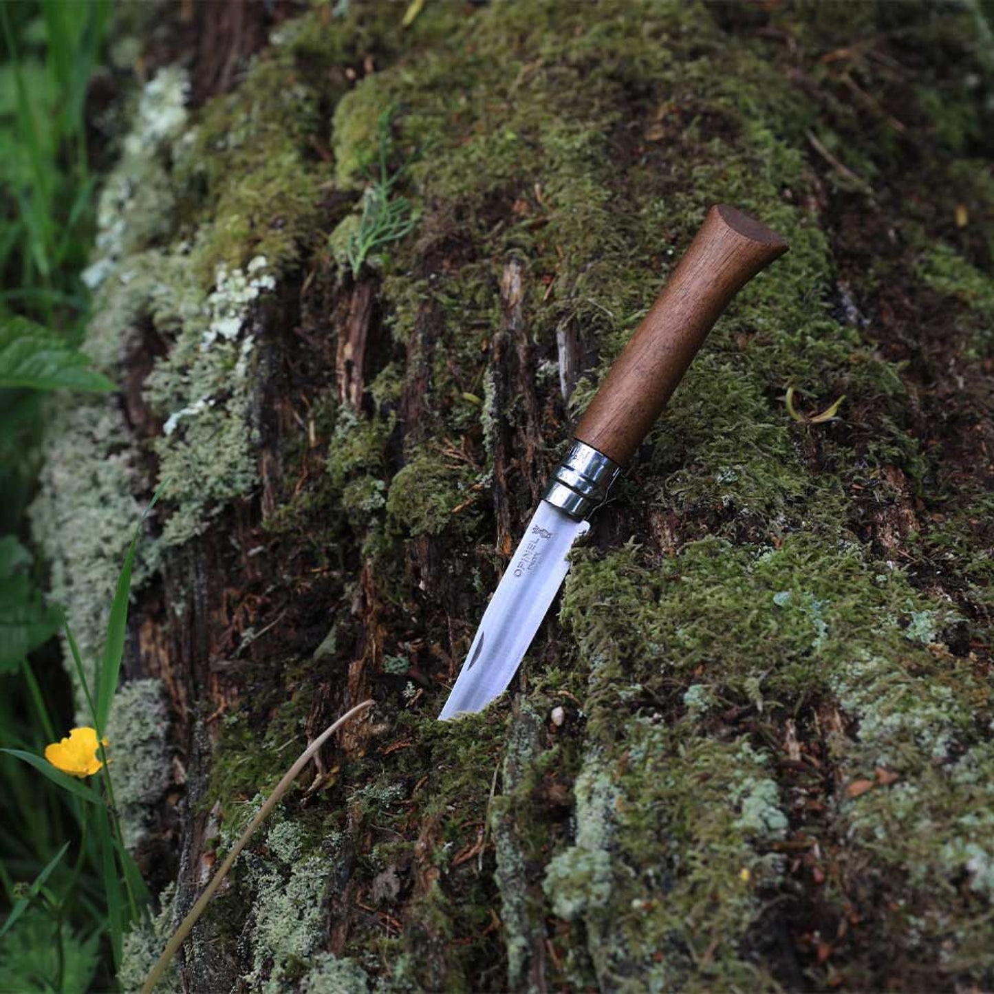 Opinel No.08 Walnut Tree Stainless Steel Folding Knife 002022