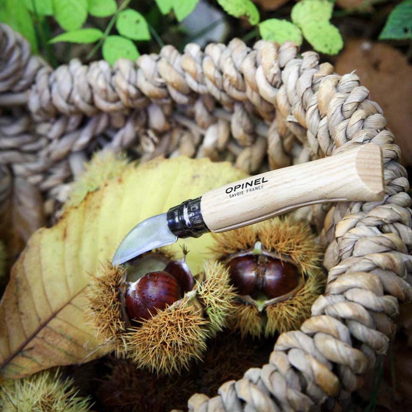 Opinel No.07 Folding Chestnuts, garlic and pitting Stainless Steel Knife 002360