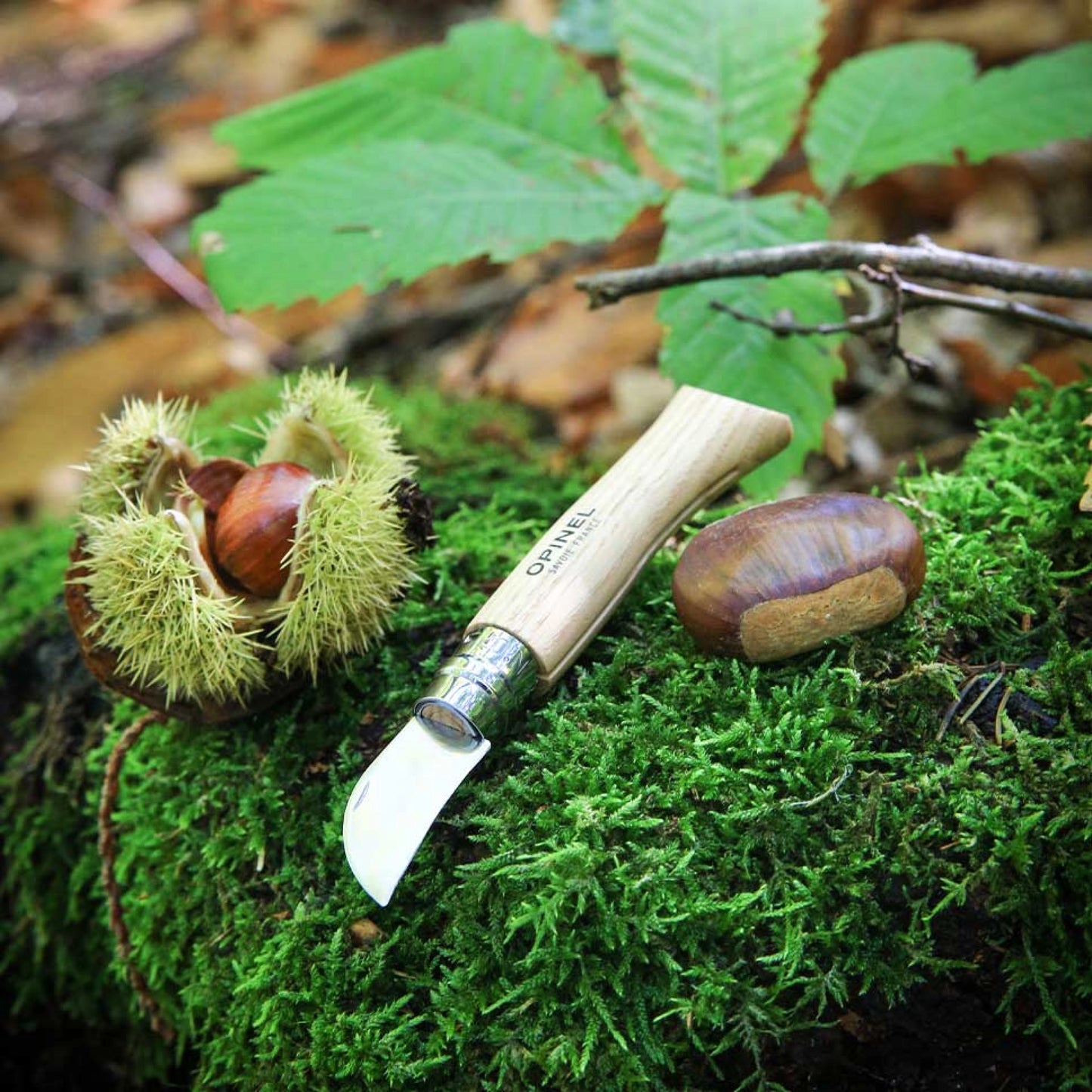 Opinel No.07 Folding Chestnuts, garlic and pitting Stainless Steel Knife 002360