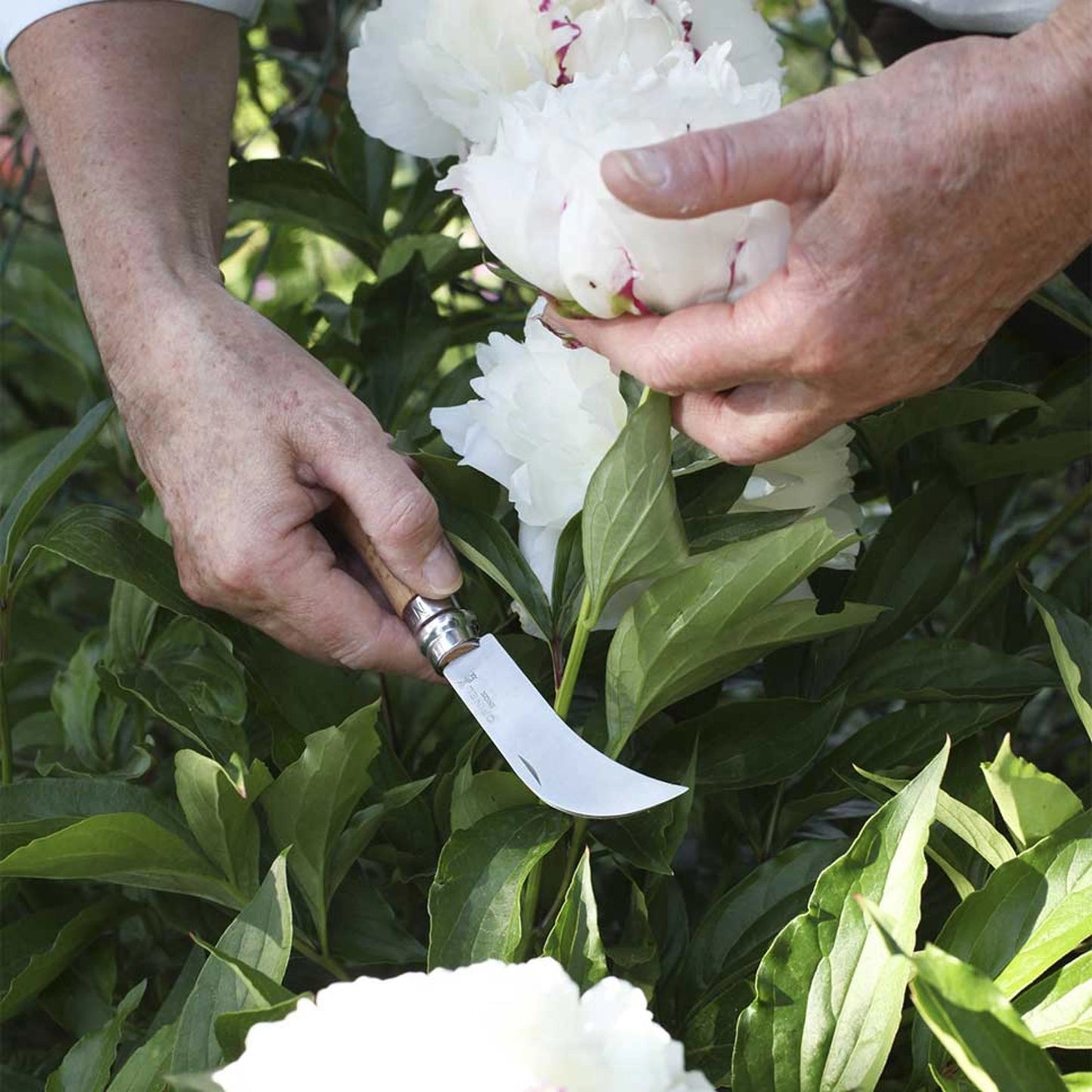 Opinel No.08 Grafting Billhook Pruning Folding Knife 113140